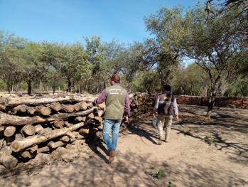 Intervienen propiedades por tala irregular en Pozo Hondo
